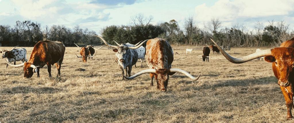 texas longhorns, cows, herd