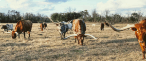 texas longhorns, cows, herd